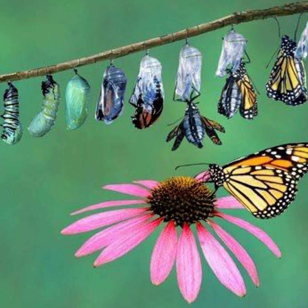 Метаморфоз: красота и дизайн бабочек