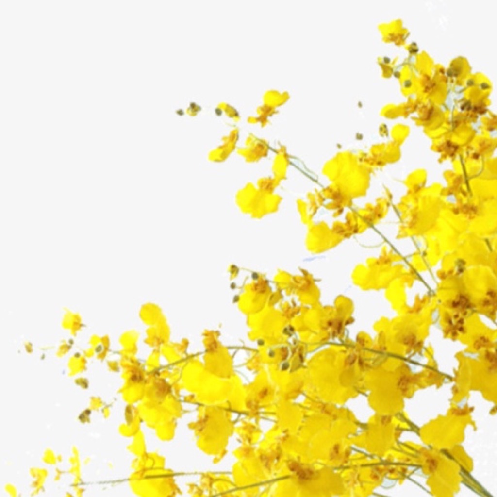Мелкие жёлтые цветочки на ветке