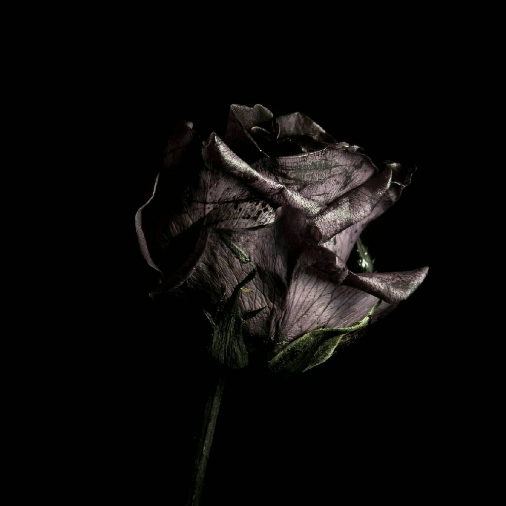 Black rose.. It was in my flaws, | arcane | Commaful