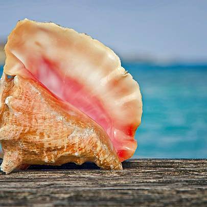 Big conch shell. | mms | Commaful